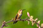 USA, New Mexico. Rufous hummingbird on limb. Art Print